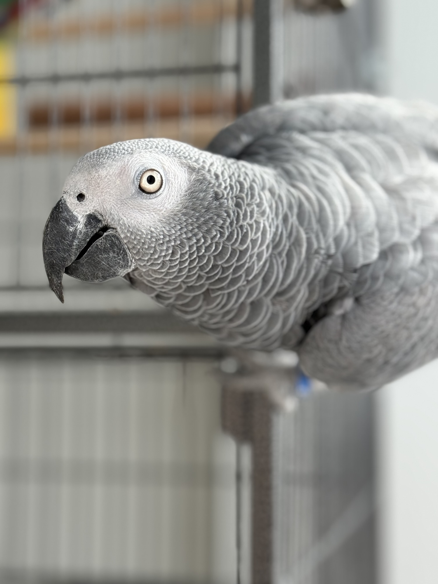 Why African Greys Are Excellent Talking Birds (And How Baby Zeus Proves It)