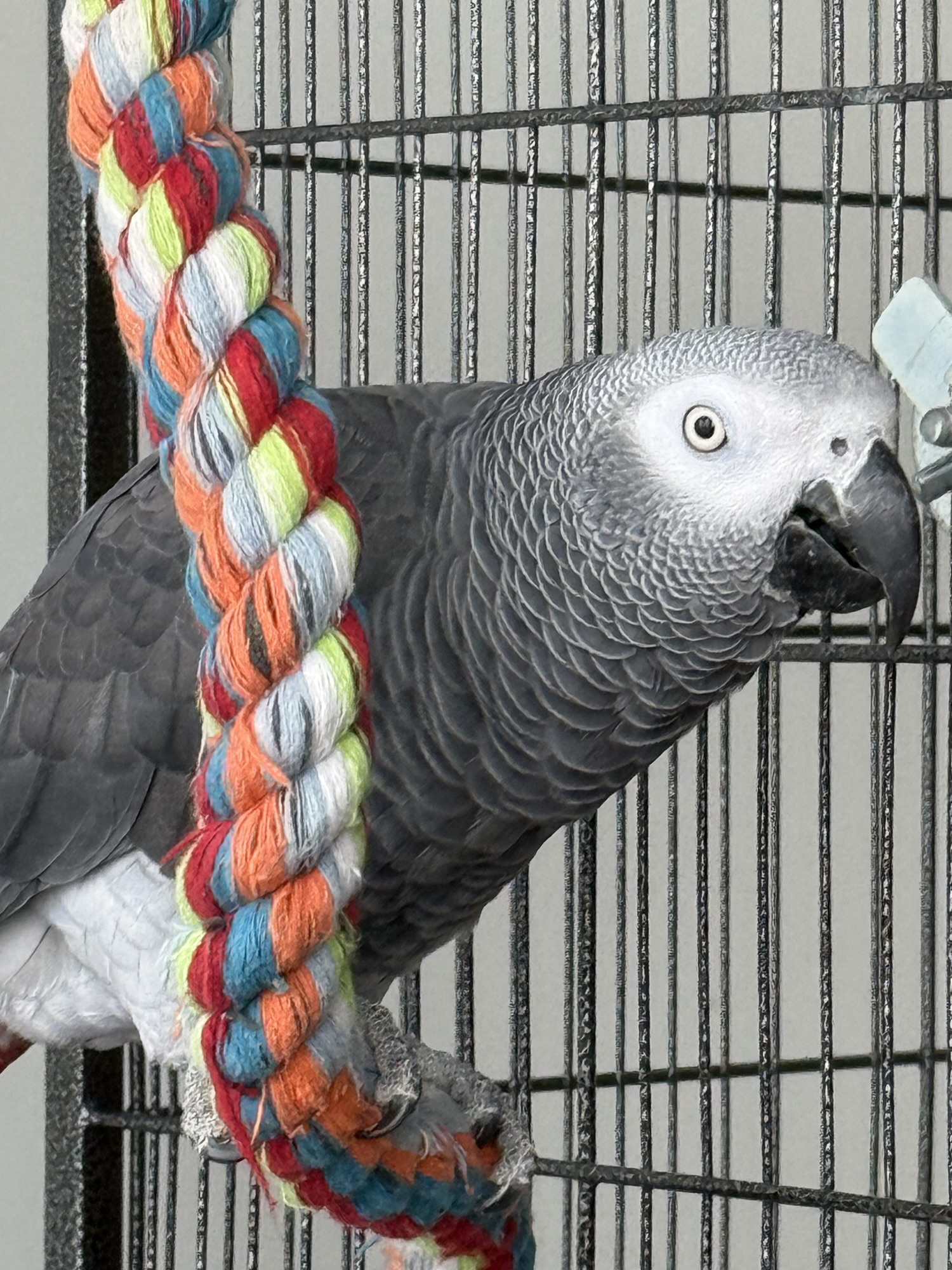 How to Teach Your Parrot to Talk: The Complete Real Parrot Voice Method