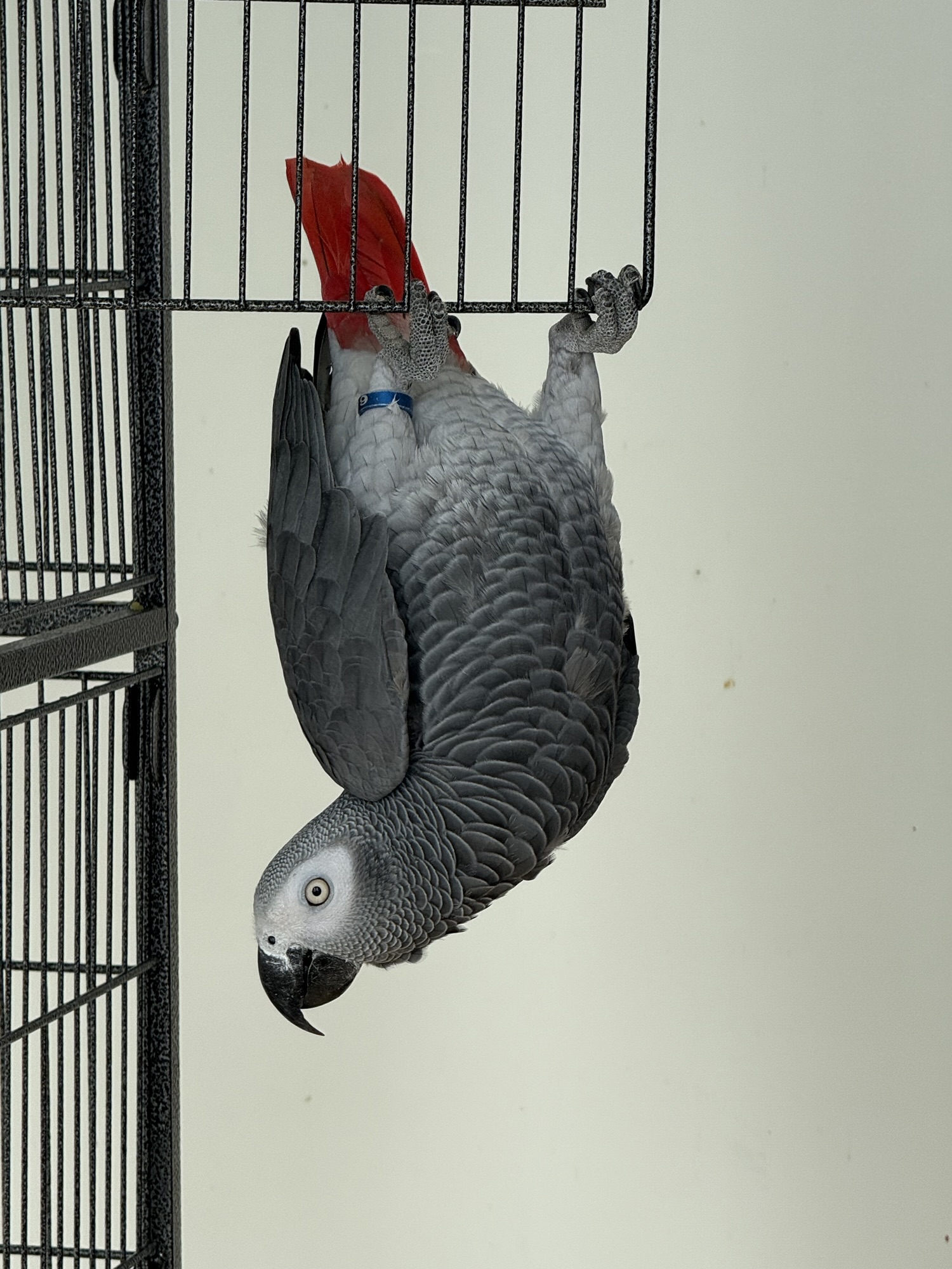 The Top 11 Mistakes People Make When Teaching a Parrot to Talk
