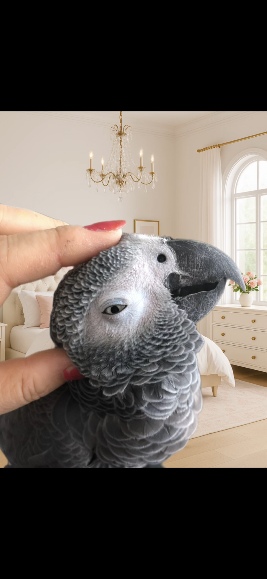 Avocado in Lotions & Lip Products: A Hidden Danger for Bird Owners