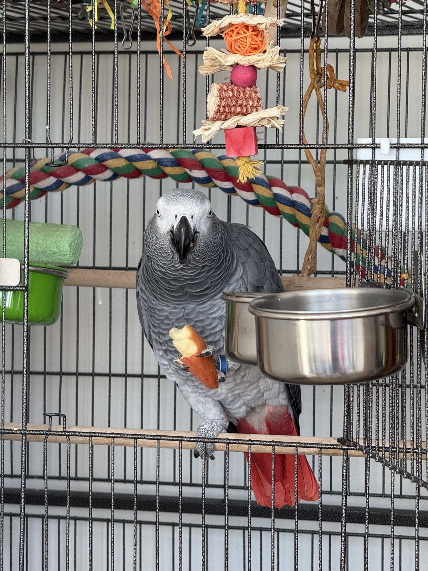 Hidden Household Dangers for Parrots: Essential Safety Guide for Bird Owners