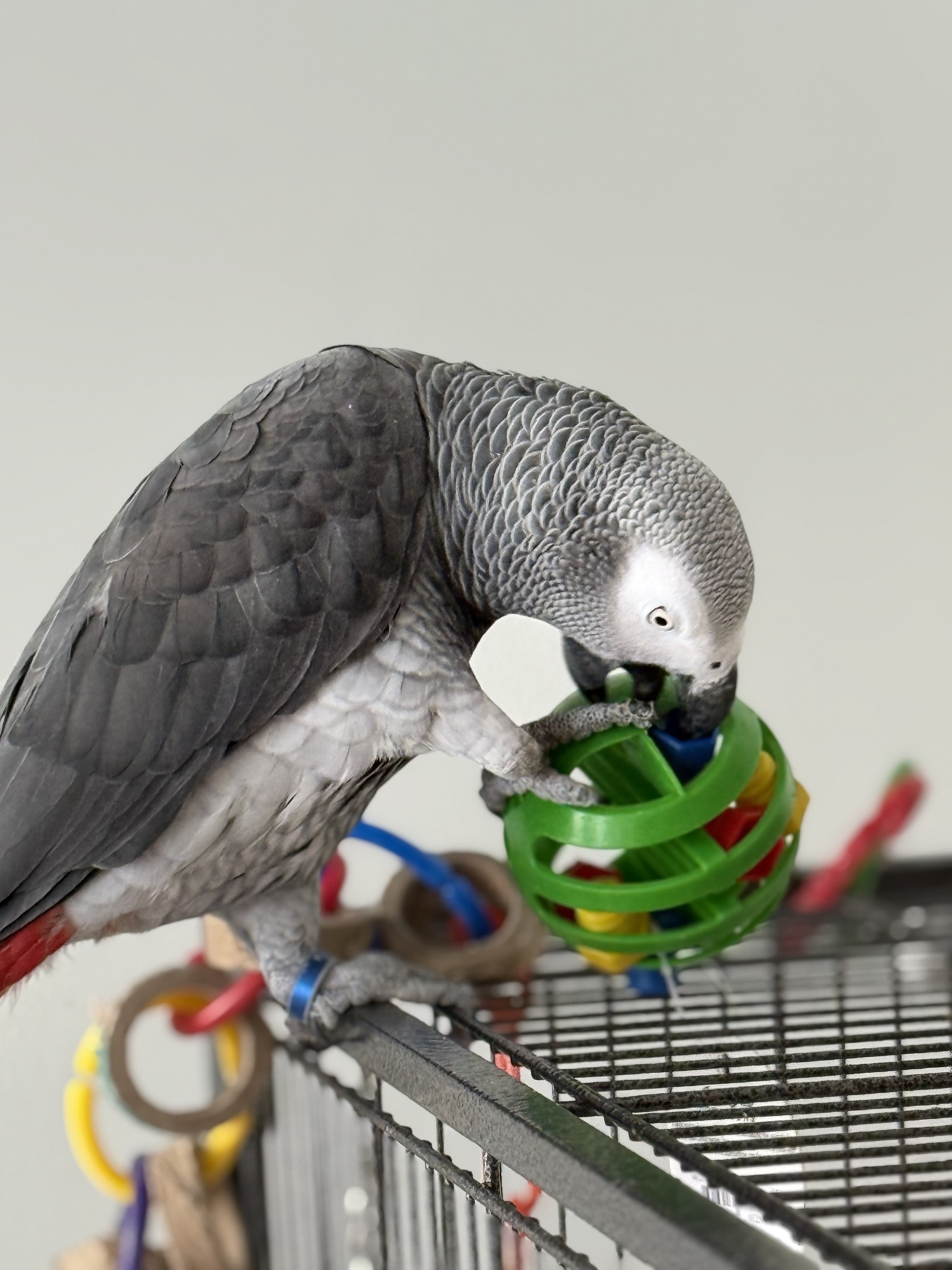 Can Older Parrots Still Learn to Talk?
